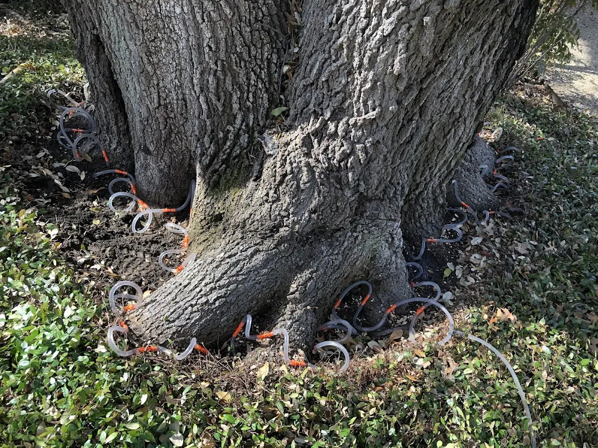Detailed Tree Cabling and Bracing job site in Hollidaysburg